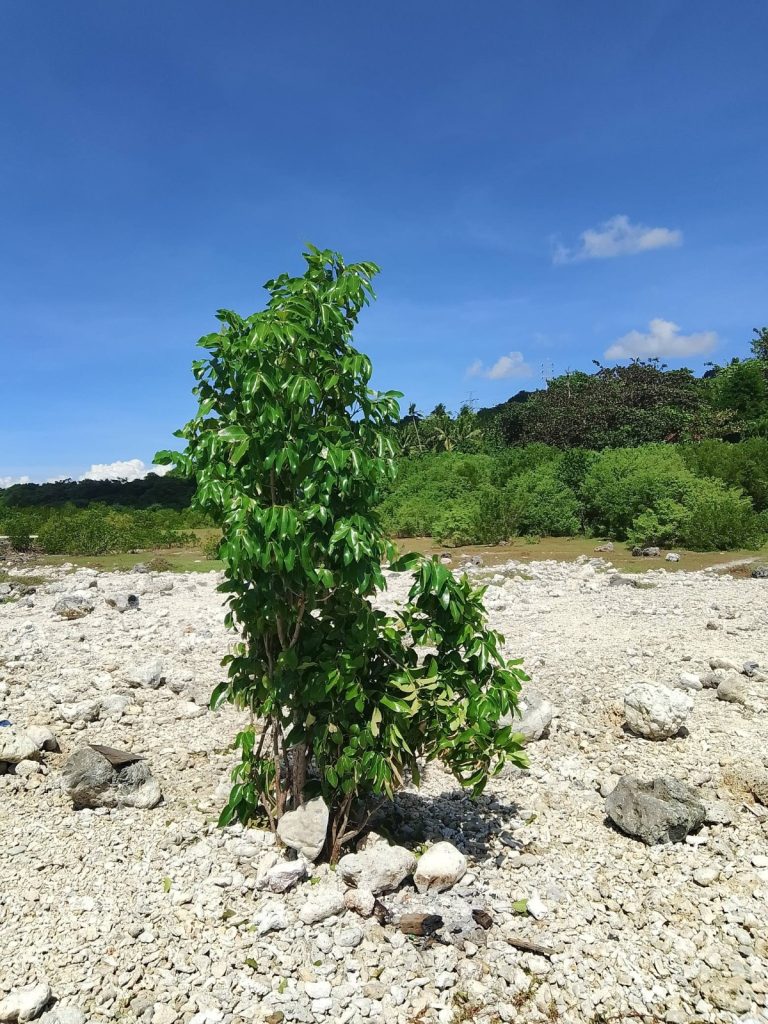 AAHWAHAN FOUNDATION- MANGROVE PLANTATION in Delhi