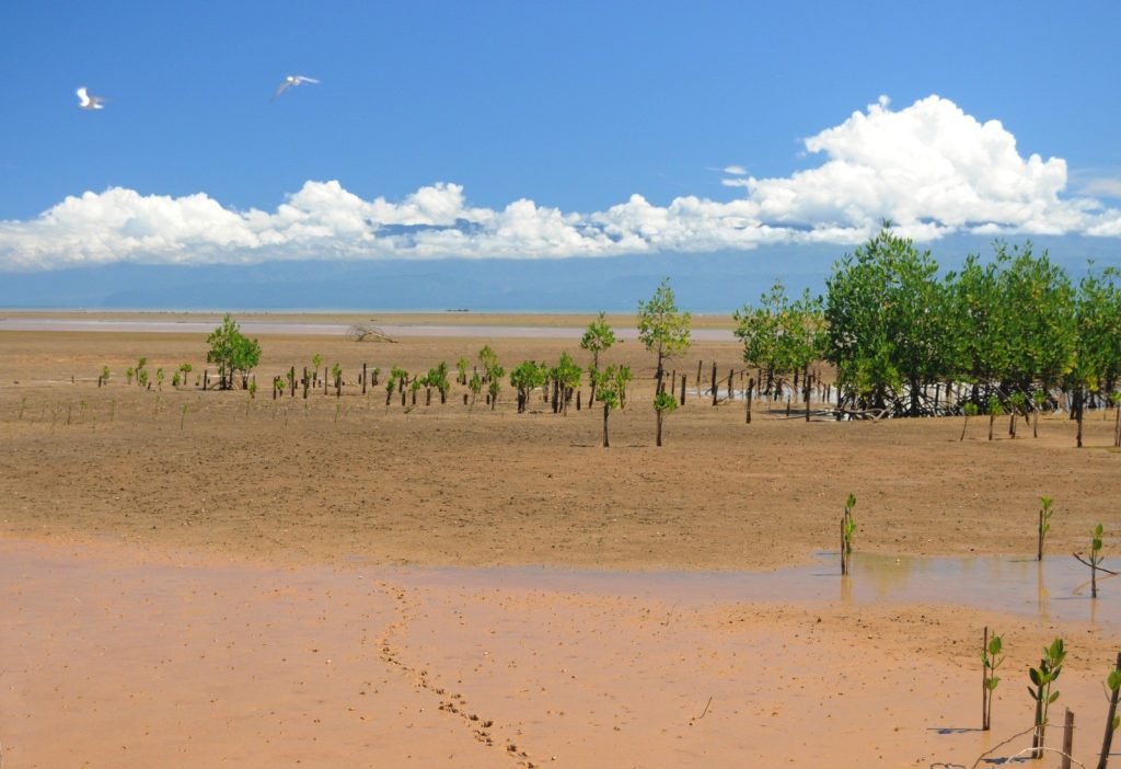 AAHWAHAN FOUNDATION- MANGROVE PLANTATION in Karnatka