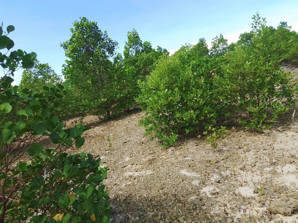 AAHWAHAN FOUNDATION- MANGROVE PLANTATION in Noida