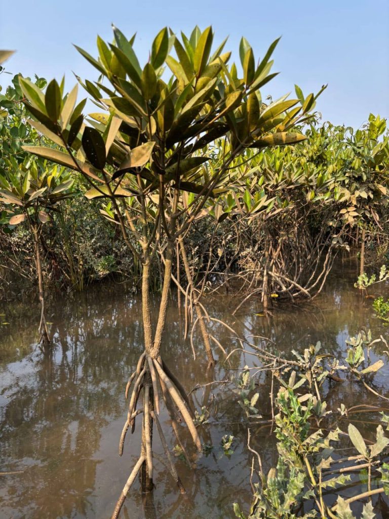 AAHWAHAN FOUNDATION- MANGROVE PLANTATION 